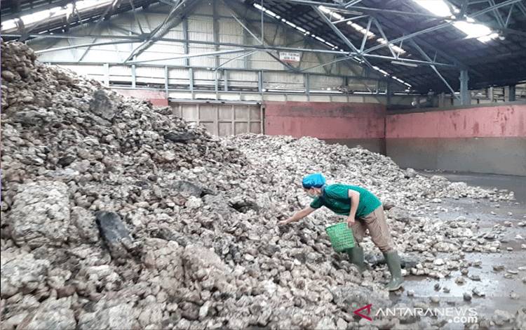 Aktivitas karyawan membersihkan karet di pabrik pengolahan karet di Pontianak (ANTARA/Dedi)