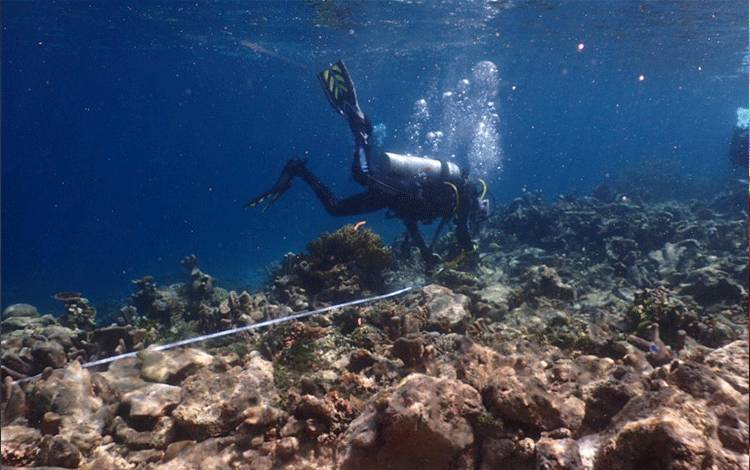 Ilustrasi - Petugas mengkaji kondisi terumbu karang. ANTARA/HO-KKP