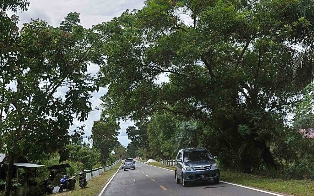 Salah satu pohon yang ada di Jalan Tjilik Riwut Km. 21 Kota Palangka Raya yang dikhawatirkan membahayakan pengendara