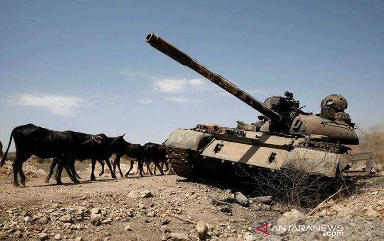 Sapi-sapi berjalan melewati sebuah tank rusak dalam perseteruan antara pemerintah Ethiopia dan pasukan Tigray di dekat kota Humera, Ethiopia, 3 Maret 2021. (ANTARA/Reuters)