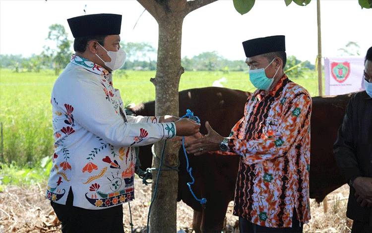  Wakil Gubernur Kalteng, Edy Pratowo saat menyerahkan hewan kurban dari Pemprov di Kabupaten Pulang Pisau.