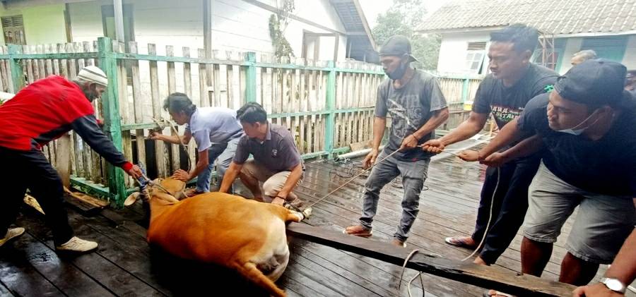 Panitia penyembelihan hewan kurban Masjid Al Muthmainnah Dermaga Muara Teweh saat penyembelihan sapi kurban, Selasa, 20 Juli 2021.