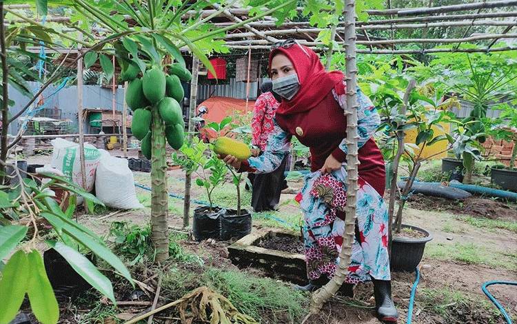 Wakil Bupati Seruyan Iswanti saat melihat tanaman buah-buahan yang di kembangkan masyarakat di sekitar pekarangan.