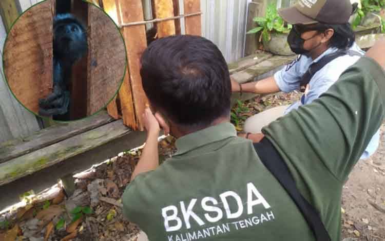 Proses evakuasi lutung oleh petugas BKSDA Sampit