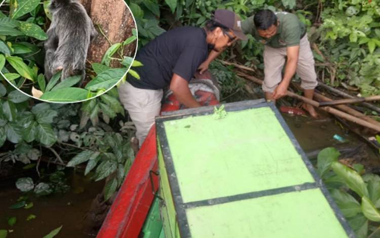 Petugas BKSDA bersama pecinta satwa liar Sampit melepasliarkan lutung ke hutan melewati Sungai Mentaya
