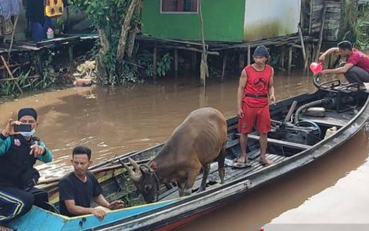 Para relawan membawa seekor sapi kurban dengan menggunakan perahu untuk didistribusikan ke Desa Handil Sepakat, Kecamatan Batagu, Kabupaten Kapuas