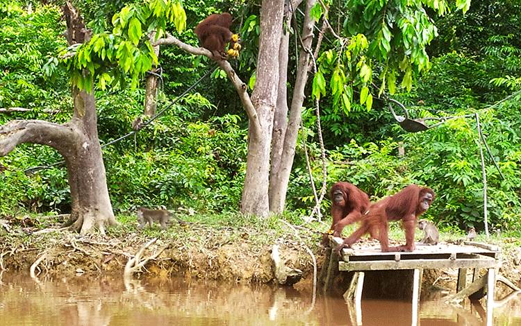 Orangutan di Pulau Salat.