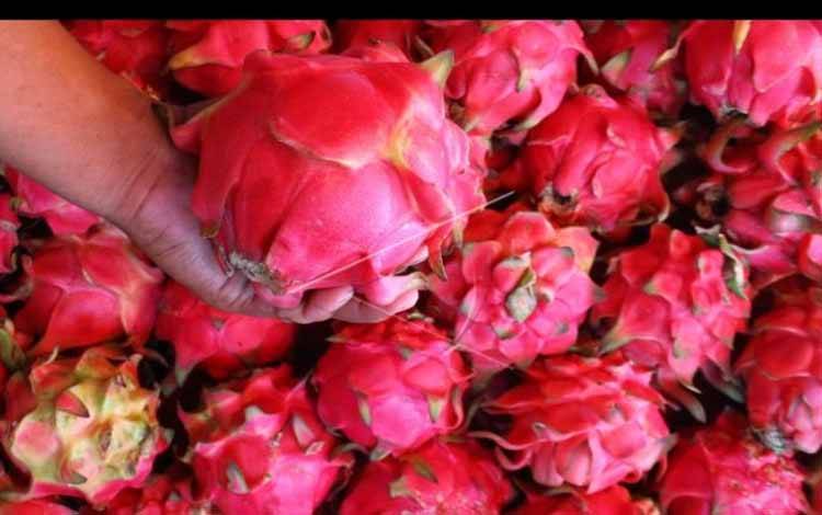 Pedagang memilah buah naga yang baru datang dari Banyuwangi di gudang buah Pasar Gadang, Malang, Jawa Timur, Jumat (5/2/2021). Pedagang buah naga di pasar tersebut menggandakan stok dari satu ton menjadi dua ton per tiga hari untuk mengatasi permintaan yang meningkat menjelang perayaan Tahun Baru Imlek