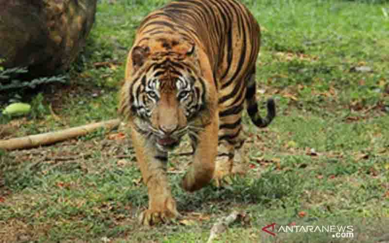 Harimau Sumatera (Panthera tigris sumatrae) di Taman Margasatwa Ragunan Jakarta, terpacar COCID-19 (foto : ANTARA/HO.Taman Margasatwa Ragunan)