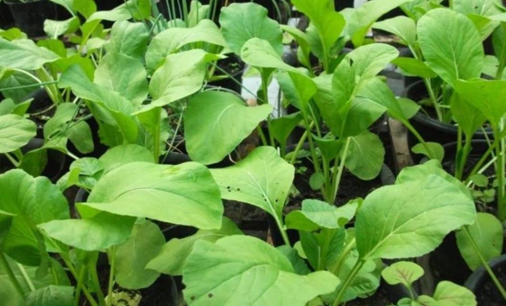 Contoh tanaman pangan hortikultura yang dikembangkan masyarakat