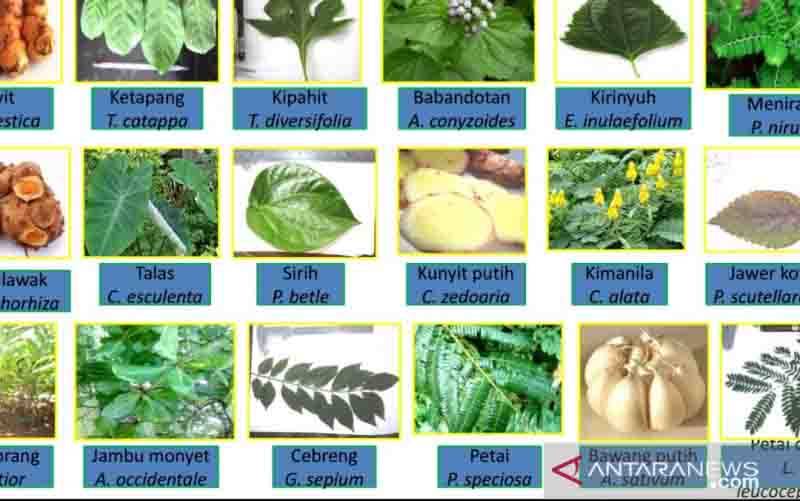 Tangkapan layar berbagai tanaman herbal yang bisa menjadi sumber obat bagi ikan hasil budidaya. (foto : ANTARA/HO-KKP)