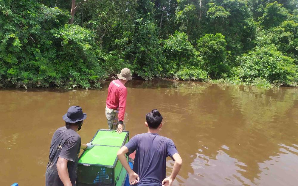 Petugas BKSDA bersama pecinta satwa liar mengembalikan bekantan yang ditemukan hanyut di Sungai Mentaya ke hutan di Kecamatan Seranau.