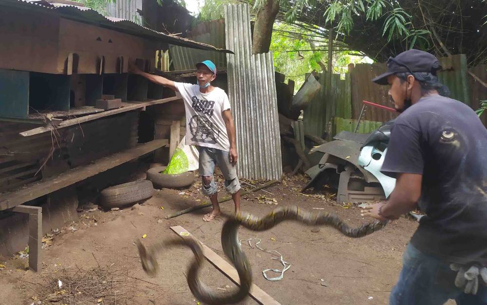 Pecinta satwa liar saat menangkap ular yang dipergoki warga sedang memangsa unggas di Jalan HM Arsyad, Sampit, Kotawaringin Timur, Rabu, 4 Agustus 2021.