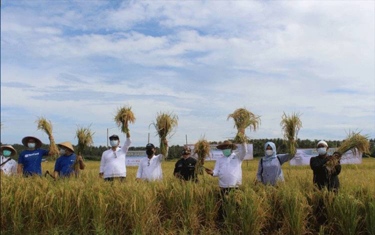 Dokumentasi. Perkumpulan Insan Tani dan Nelayan (Intani) bersama TaniHub Group dan mitra melakukan panen raya padi seluas 1.000 hektar di kawasan Ujung Genteng Ciracap Sukabumi Selatan, Minggu (7/3/2021) (Antara/HO-Intani)