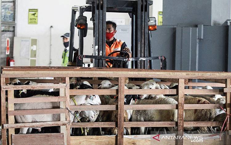 Sejumlah domba berada di kandang sebelum dikirim ke Brunei Darussalam melalui Bandara Udara Internasional Juanda, Sidoarjo, Jawa Timur, Senin (21/12/2020). Kementerian Pertanian melalui Badan Karantina Pertanian meluncurkan program gerakan tiga kali lipat ekspor (Gratieks) dengan mengirim domba sebanyak 317 ekor per bulan dari total kuota 2.000 ekor. ANTARA FOTO/Umarul Faruq/aww/aa.
