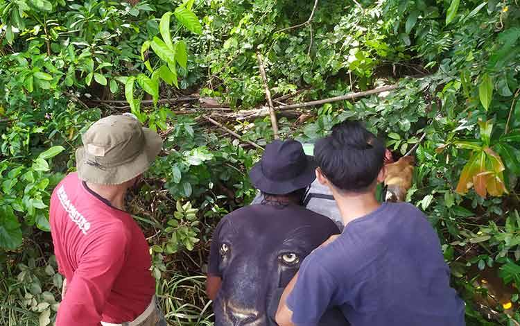 Petugas BKSDA bersama pecinta satwa liar mengembalikan bekantan yang hanyut di sungai ke hutan Mentaya Seberang.