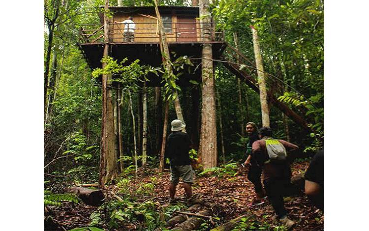 Hutan Desa Tangkahan yang akan dijadikan Ekowisata Pulpis.