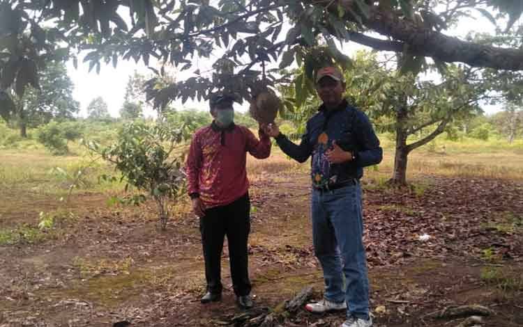 Bupati Sukamara, Windu Subagio bersama Wabup Sukamara H Ahmadi saat memanen buah durian di Agrowisata.
