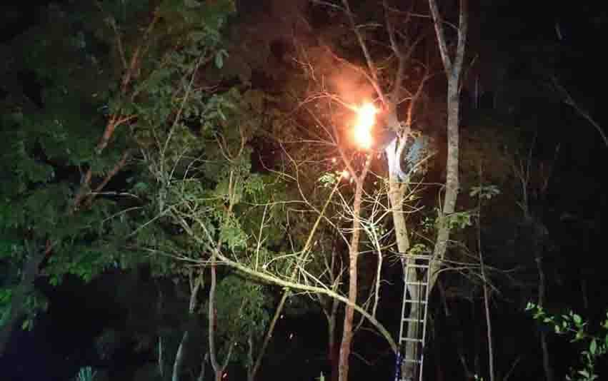 Sarang tawon yang berada di pohon karet dimusnahkan petugas dengan cara dibakar.