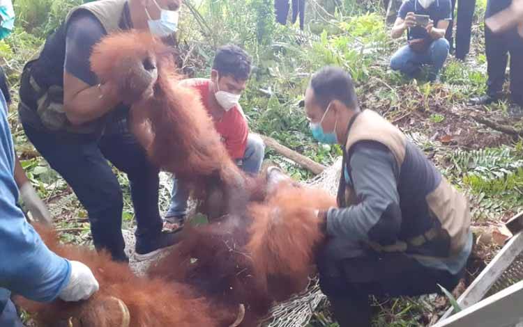 Petugas BKSDA SKW II Pangkalan Bun bersama OFI mengevakuasi orangutan di kawasan Bandara Iskandar Pangkalan Bun