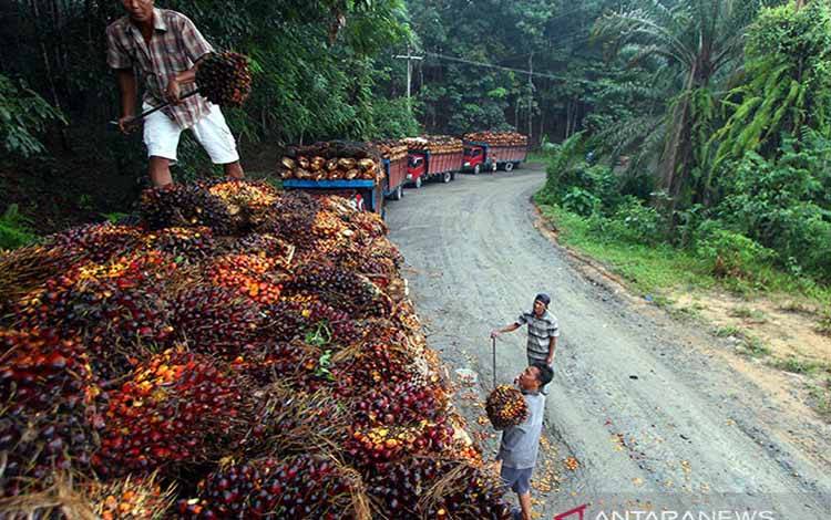 Sejumlah petan mengangkut tandan buah segar (TBS) hasil panen kelapa sawit ke dalam truk untuk dibawa ke pabrik di Kawasan perkebunan Batang Serangan Kabupaten Langkat, Sumatera Utara
