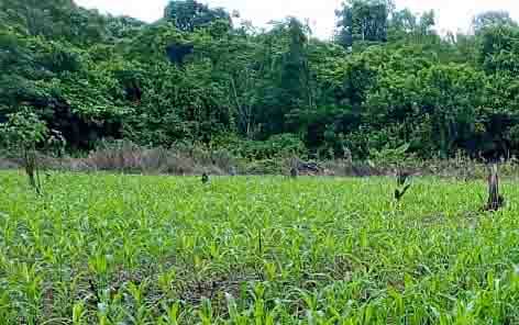 Pengembangan tanaman jagung hibrida di Desa Bantai Napu Kecamatan Paku.