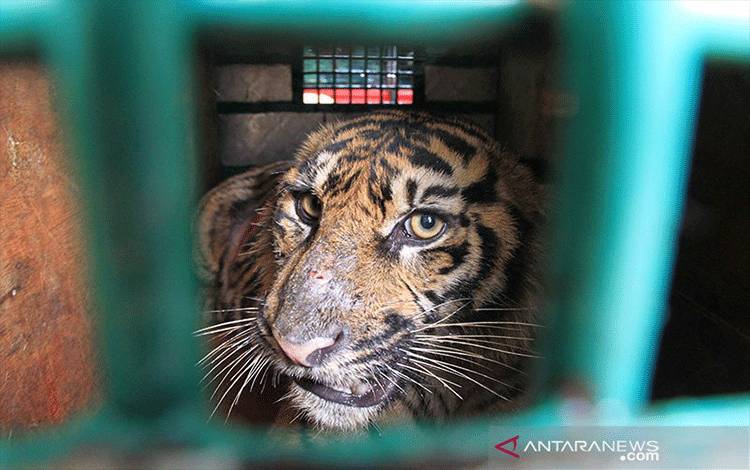 Ilustrasi harimau sumatera yang akan dilepasliarkan. ANTARA FOTO/Syifa Yulinnas