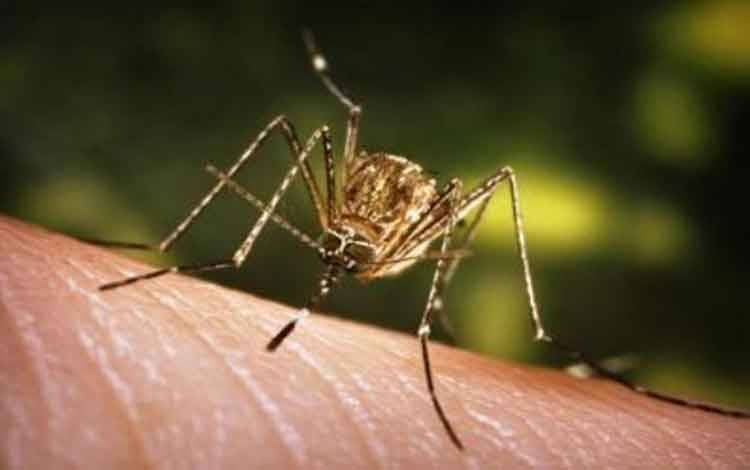 Arsip - Seekor nyamuk bersiap mengisap darah. (ANTARA/CDC/HO via Reuters))