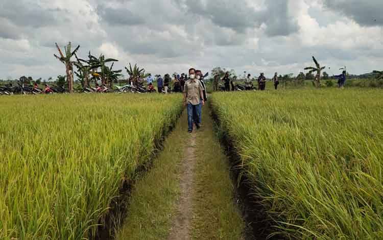 Bupati Katingan Sakariyas melihat tanaman padi milik petani Desa Jaya Makmur, Kecamatan Katingan Kuala.