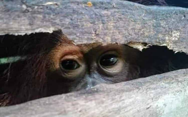 Seekor orangutan yang pernah diamankan BKSDA sebelum akhirnya dilepasliarkan