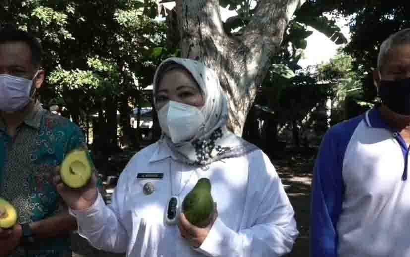  Bupati Kobar Nurhidayah tunjukan buah Alpukat dari Desa Sungai Bakau.