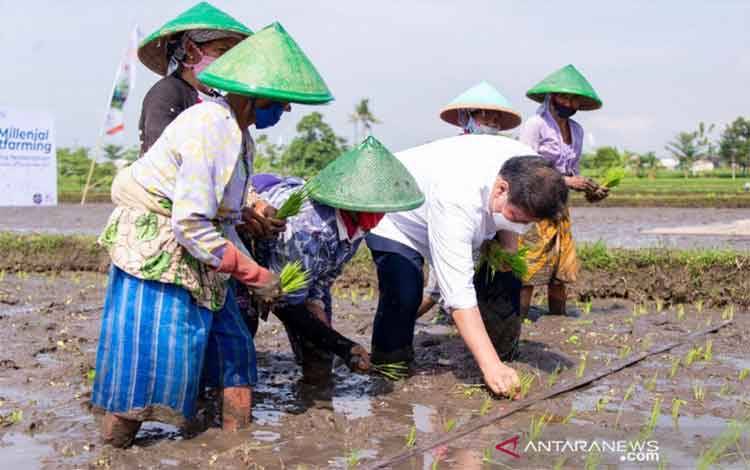 Menteri Koordinator Bidang Perekonomian Airlangga Hartarto saat menanam padi di Klaten, Jawa Tengah, Jumat (24/9/2021). (ANTARA/HO-Kemenko Perekonomian)