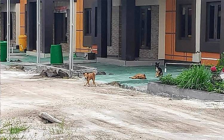 Sejumlah anjing liar yang tertangkap kamera, berada di sekitar lokasi perumahan di Kelurahan Baamang Barat, Kecamatan Baamang.