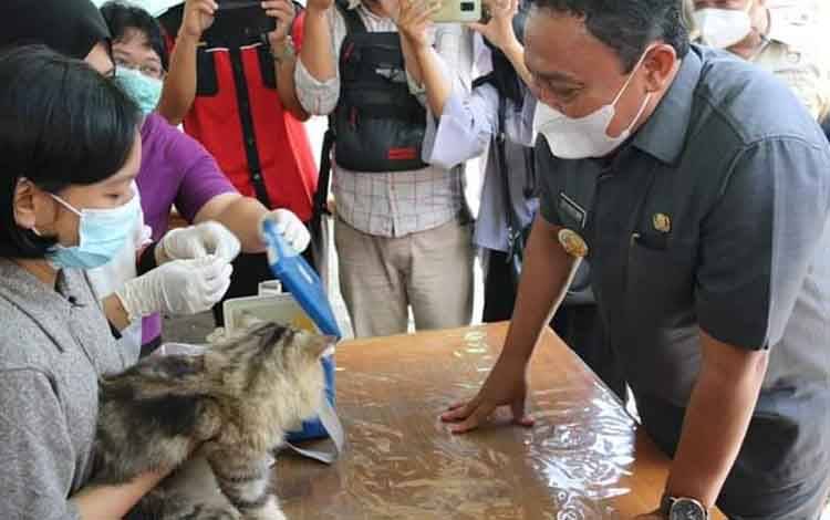 Wakil Gubernur Kalteng Edy Pratowo saat melihat proses pemberian vaksinasi untuk kucing