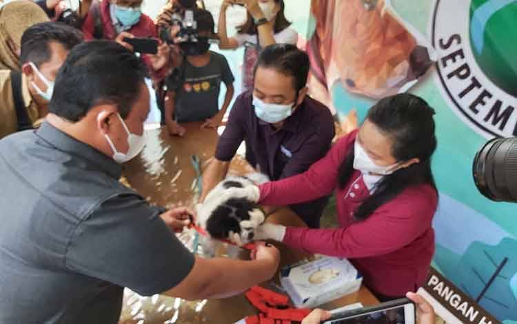 Wakil Gubernur Kalteng Edy Pratowo saat melihat proses pemberian vaksinasi untuk kucing.