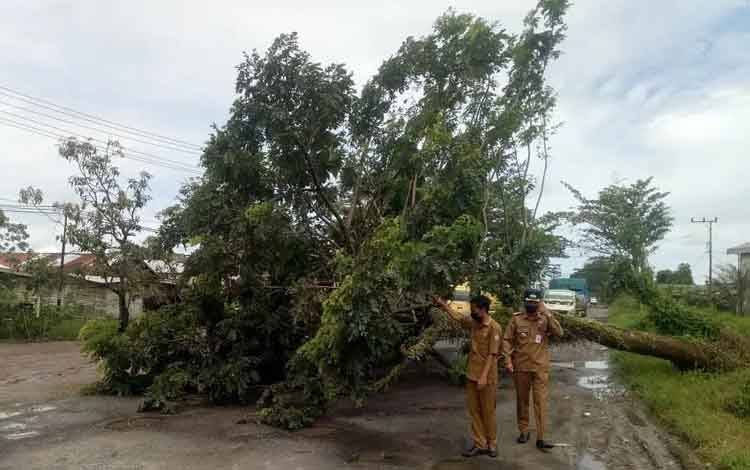 Camat MB Ketapang, Eddy Hidayat bersama staf meninjau ke lokasi pohon tumbang di Jalan Lingkar Kota Selatan