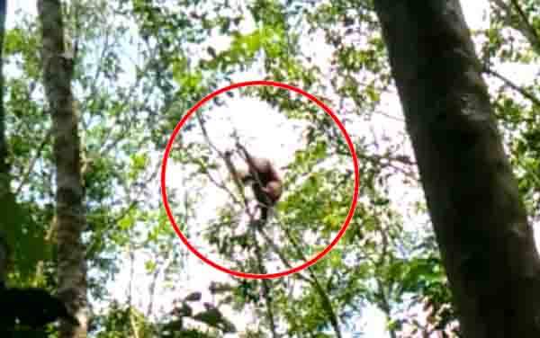 Orangutan bersama anaknya yang direkam warga sedang bergelantungan pada di pohon di Bapanggang Raya, Kecamatan Mentawa Baru Ketapang.