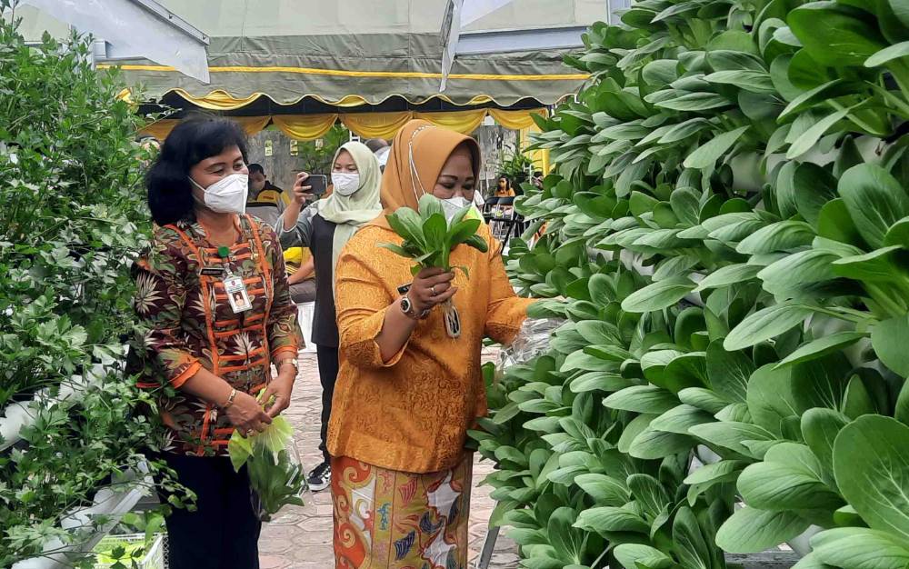 Bupati Kobar, Nurhidayah didampingi Kepala DKP Kobar Kris Budi Hastuti saat memanen sayur hidroponik di lingkungan kantor DKP.