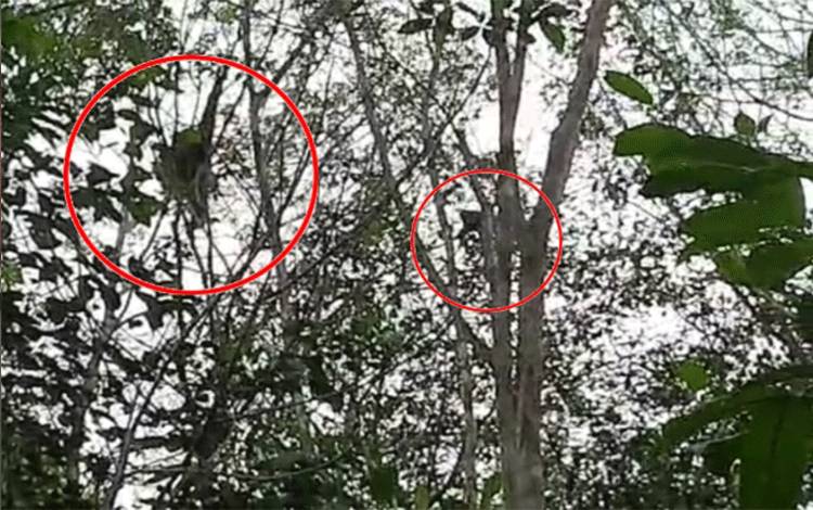 Orangutan bersama anaknya masih ada di lokasi yang dilaporkan warga di Desa Bapanggang Raya, Kecamatan Mentawa Baru Ketapang.
