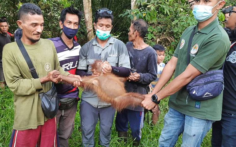 Induk dan Anak Orangutan di Desa Bapanggang Raya Akhirnya Diselamatkan