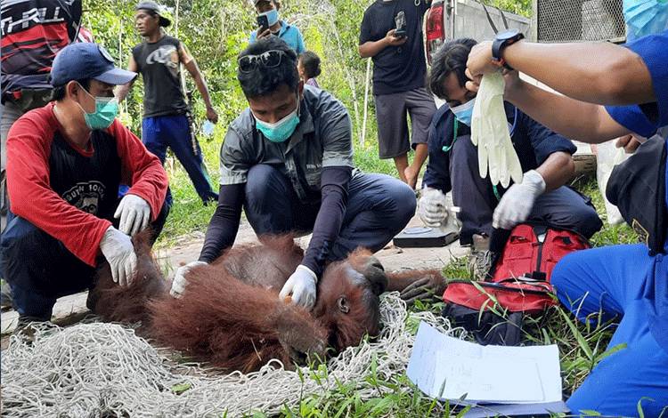 Induk orangutan di Desa Bapanggang Raya, diperiksa kesehatannya guna dievakuasi oleh petugas BKSDA.