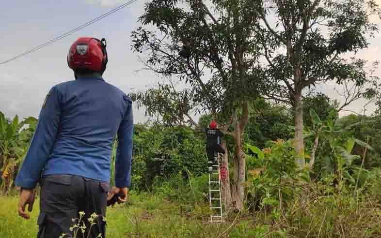 Upaya pemusnahan sarang tawon Vespa affinis di Jalan HM Arsyad, Sampit, Kotawaringin Timur, Kalimantan Tengah.
