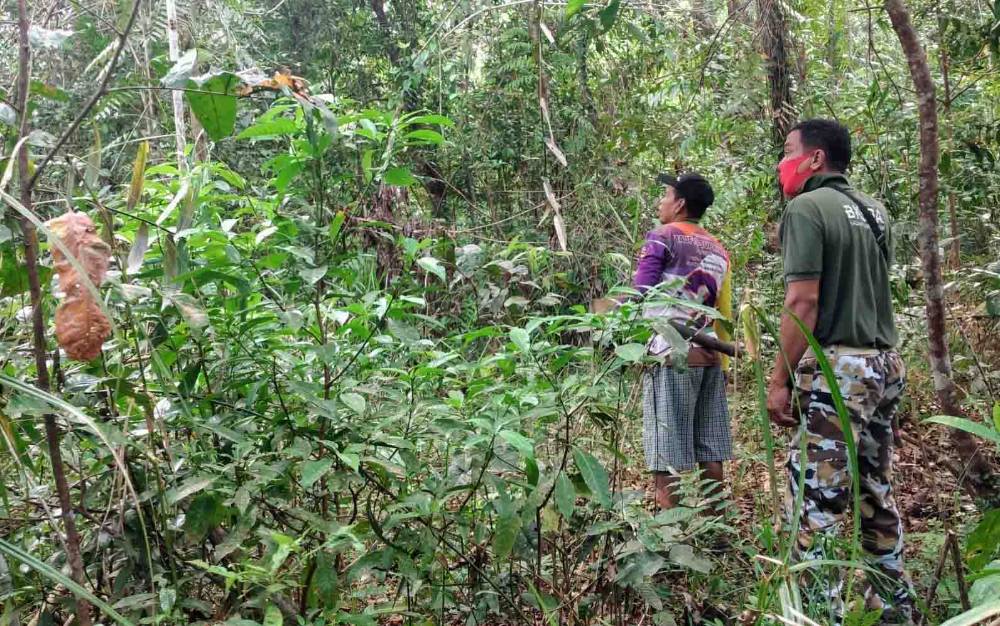 Petugas BKSDA bersama warga sekitar mengecek lokasi kemunculan orangutan di Desa Bagendang Permai, Kecamatan Mentaya Hilir Utara.