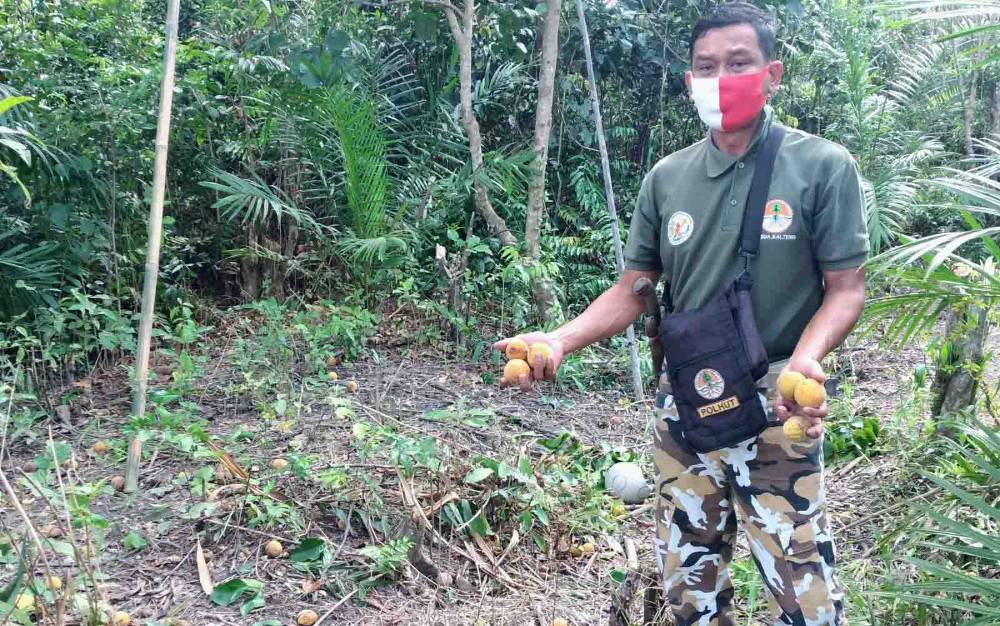 Komandan BKSDA Pos Jaga Sampit, Muriansyah, memperlihatkan buah kecapi yang banyak terdapat di belakang rumah warga di Bagendang Permai, yang menjadi incaran orangutan sebagai makanannya.