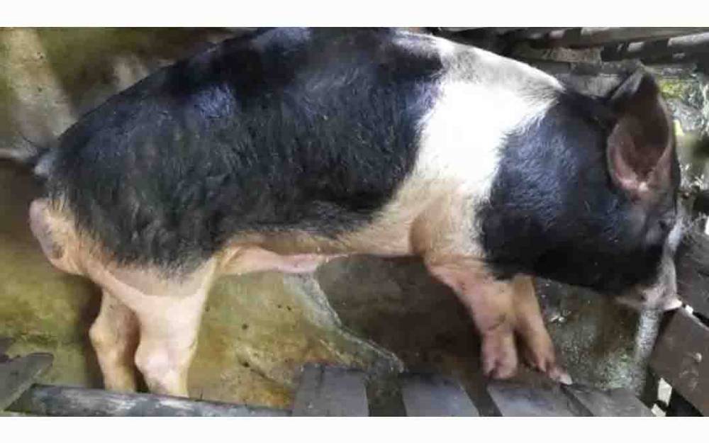 Kondisi babi peternak di Palangka Raya yang terserang ASF