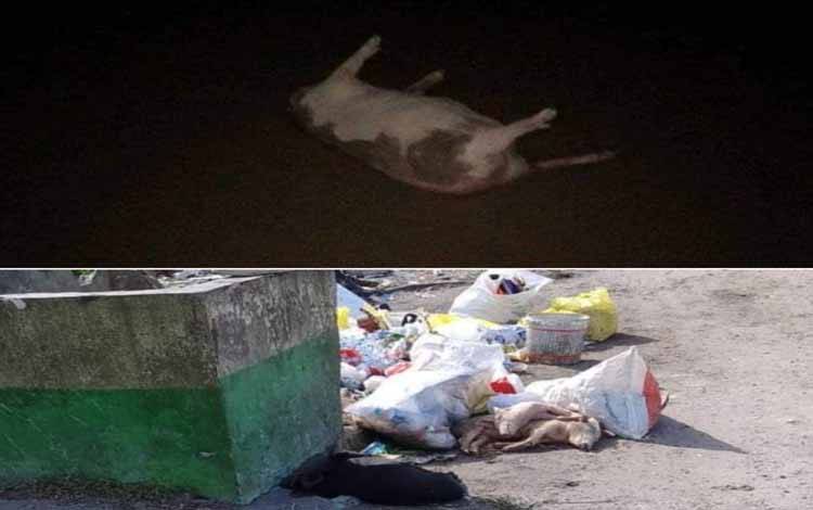 Babi yang mati dibuang ke bak sampah dan sungai di Kalteng