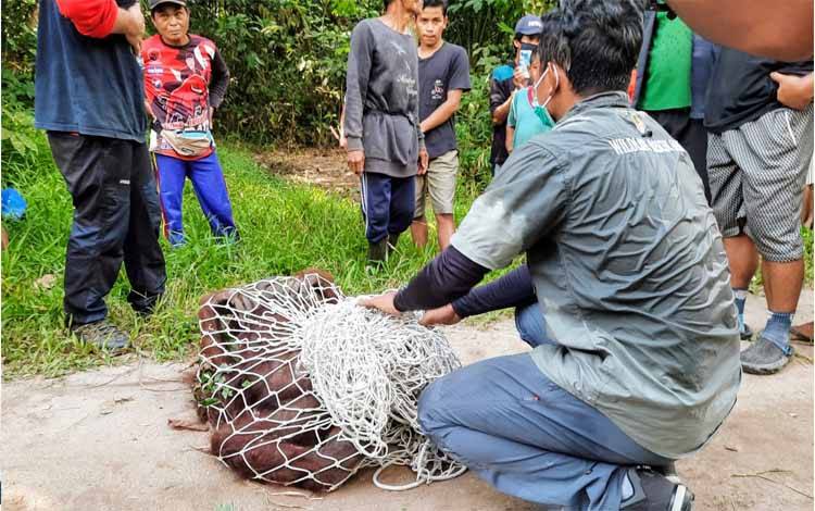Orangutan yang dievakuasi petugas di Desa Bapanggang Raya, Kecamatan Mentawa Baru Ketapang, beberapa waktu lalu