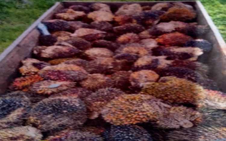 Barang bukti buah kelapa sawit yang dicuri Sembara alias Bara Cs atas perintah H Syahrani alias H Agao