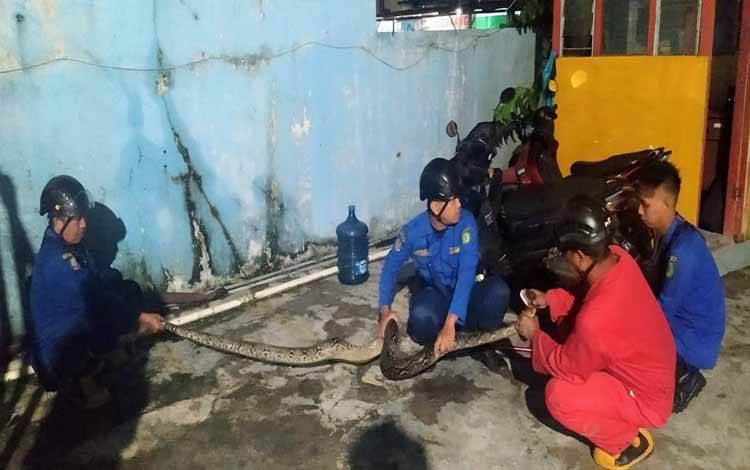 Petugas Disdamkarmat Kotim berhasil mengamankan seekor ular berukuran 3,5 meter di Jalan Suprapto Selatan, Sampit