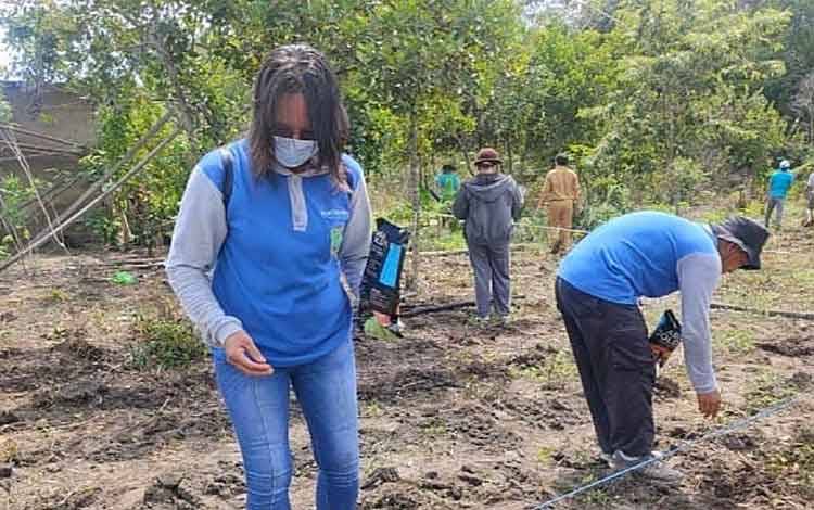 Pendampingan kegiatan tanam jagung komposit perdana pada Kelompok Tani Anugerah Alam Lagai Desa Balawa.